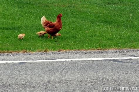 Echt Geld Spelen op De Bekende Chicken Road Gokkast In Nederland, chicken road game