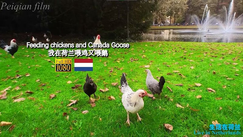 Best chicken road slot in Netherlands