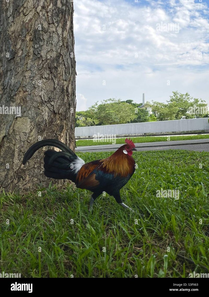 Chicken road, juego chicken road